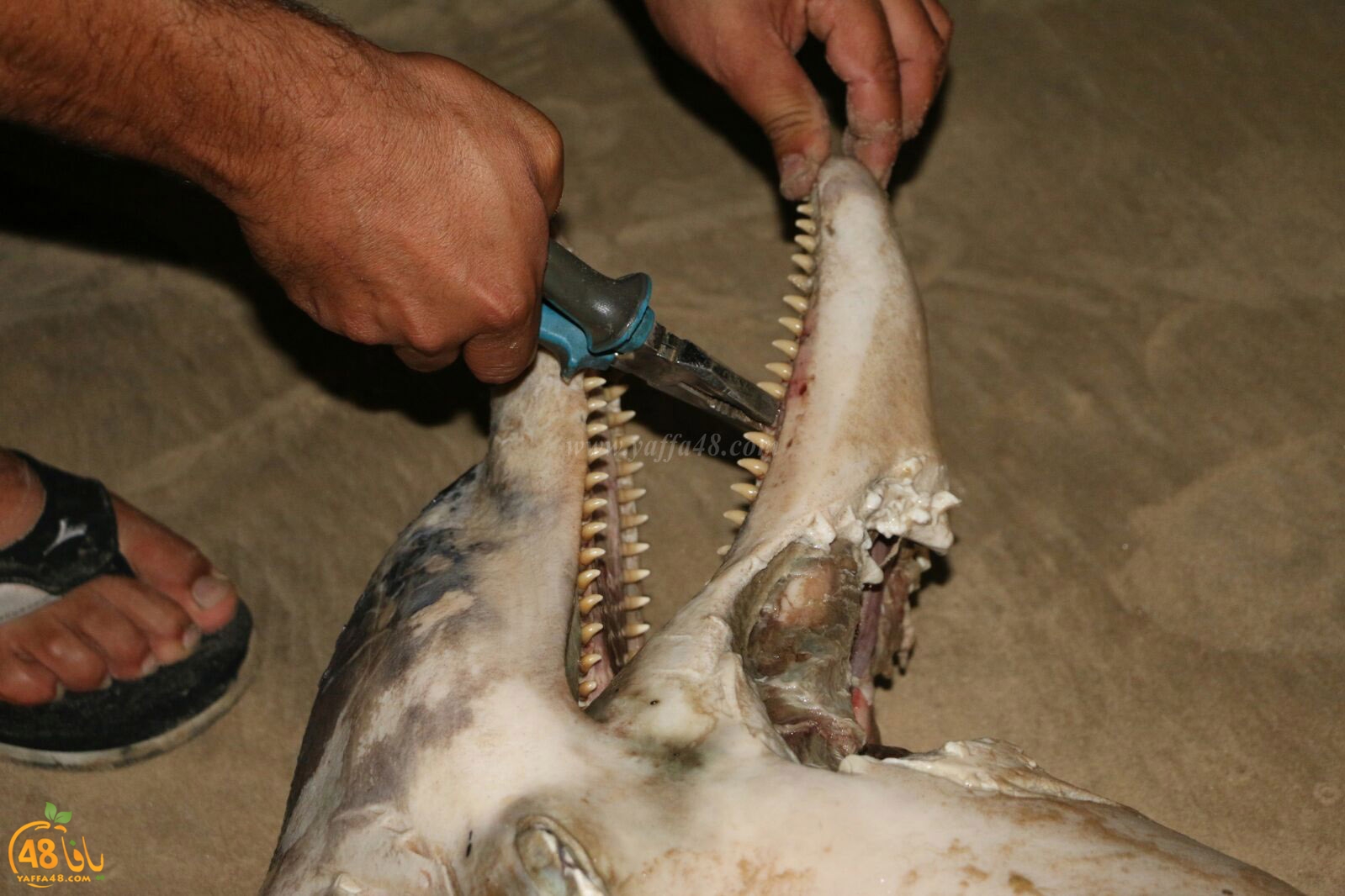 Ma3had dolphine (10).jpg